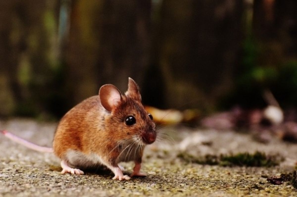 Как навсегда избавиться от мышей в доме: результативные способы, натуральные средства и мышеловки