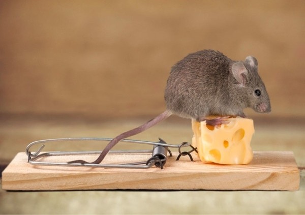 Как навсегда избавиться от мышей в доме: результативные способы, натуральные средства и мышеловки