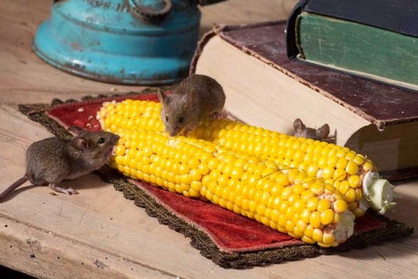 Как навсегда избавиться от мышей в доме: результативные способы, натуральные средства и мышеловки