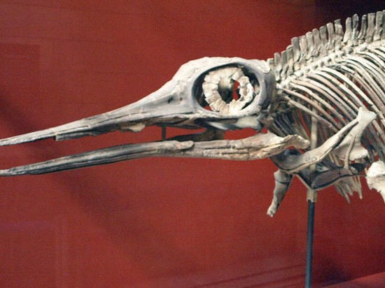 На острове Русский нашли останки ихтиозавра