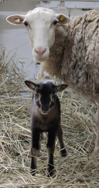 Первого в мире клонированного ягненка назвали в честь вершины Памира