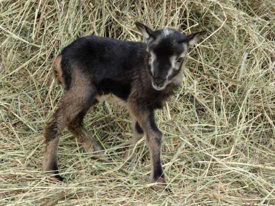 Первого в мире клонированного ягненка назвали в честь вершины Памира