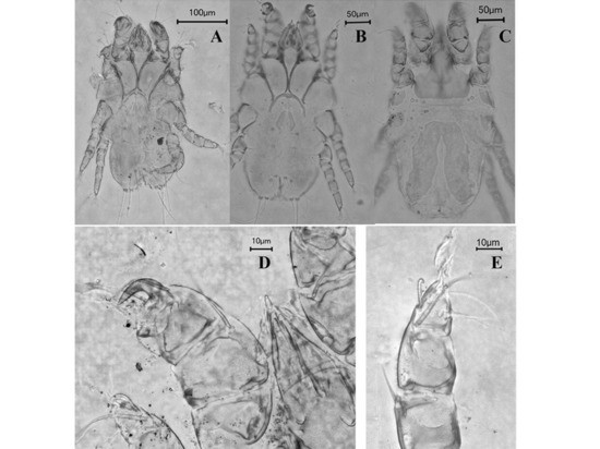 В Москве найден новый вид клещей, живущих на голубях