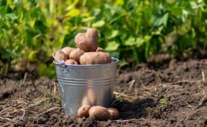 Когда лучше копать картошку: самые благоприятные дни по лунному календарю на август и сентябрь 2022 года