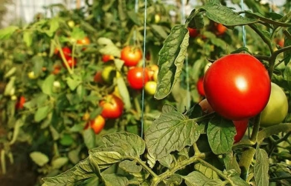 Чем можно подкармливать помидоры и перцы: лучшие натуральные удобрения