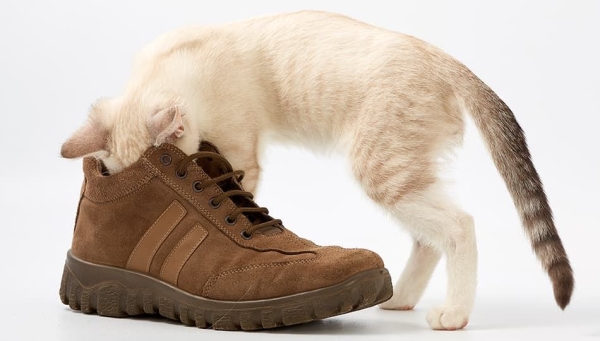 Как избавиться от неприятного запаха обуви летом и зимой: эффективные способы Как избавиться от неприятного запаха обуви летом и зимой: эффективные способы