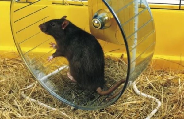 Неожиданное открытие: лень может передаваться по наследству