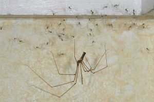 Что об убийстве пауков говорят в православии и исламе, народные приметы