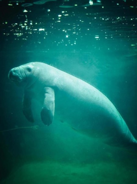 Исследование: дюгони вымерли в Китае