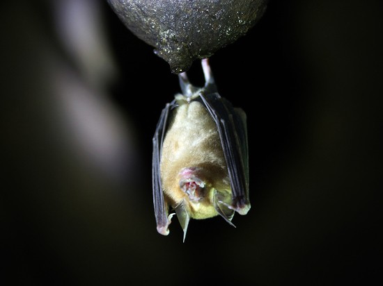 Летучие мыши приготовили сюрпризы: ученые нашли новые опасные человеку коронавирусы