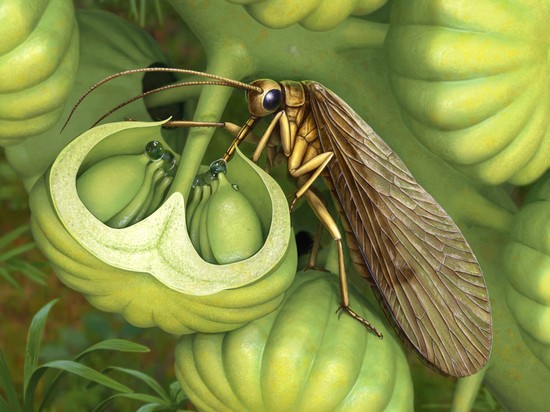 Найдено древнейшее сосущее насекомое