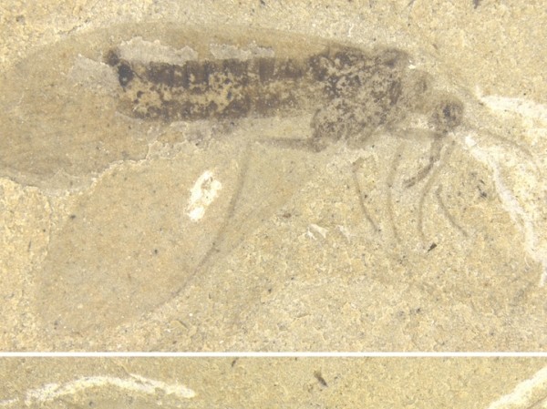 Найдено древнейшее сосущее насекомое