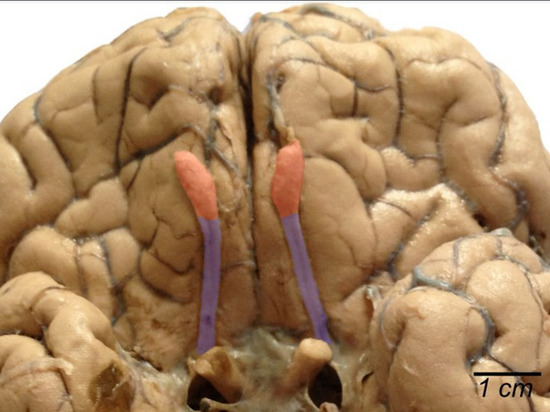 Российские ученые впервые создали 3D модель обонятельной луковицы мозга человека