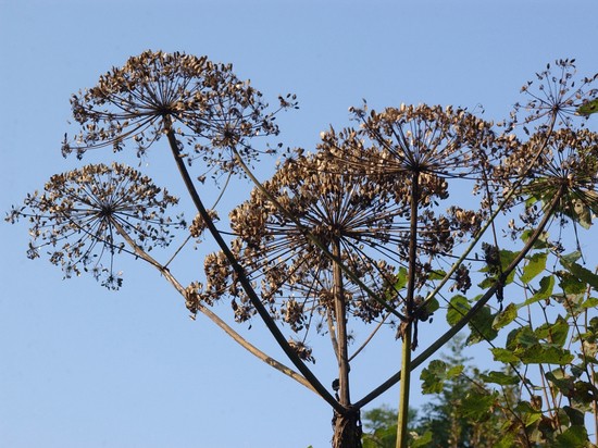 Соцветия борщевика рассмотрели из космоса