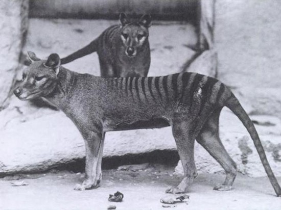 Ученые придумали способ воскресить полностью вымершее животное