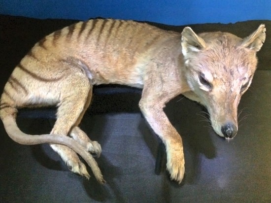 Учёные намерены воссоздать тилацина - тасманийского сумчатого волка