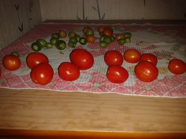 Что необходимо сделать, чтобы сохранить свежесть красных помидоров до Нового года