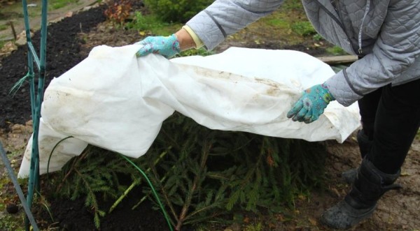 Готовим розы к холодам: правила укрытия кустов на зиму в Московской области Готовим розы к холодам: правила укрытия кустов на зиму в Московской области