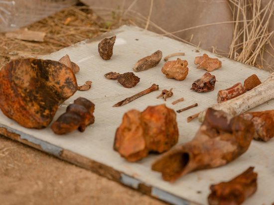 Новые находки в «Тавриде»: зубы гиены и лисицы