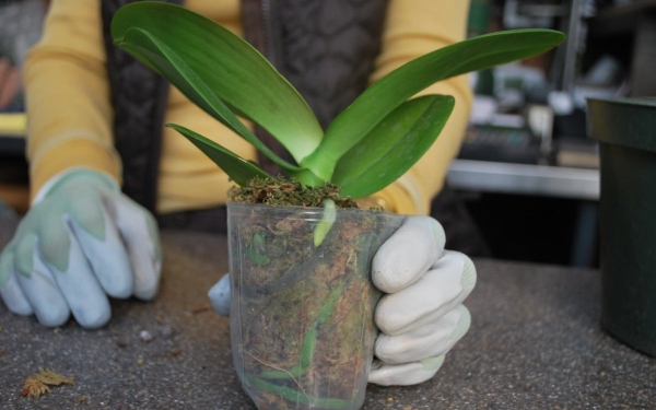 Цветет и пахнет: как правильно пересадить орхидею в домашних условиях