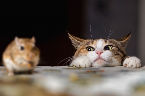 Чем опасны мыши и как их прогнать с дачи: проверенные методы борьбы с вредителями