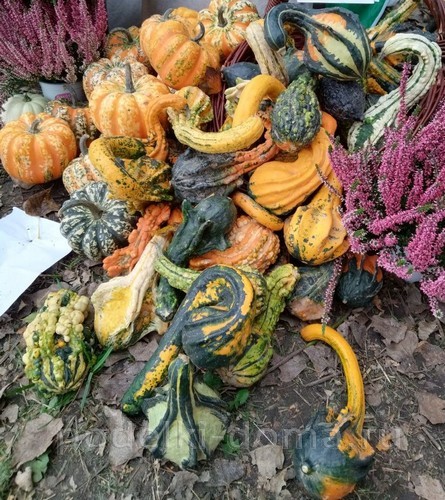 Поделки из тыквы