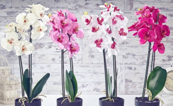 Цветет и пахнет: как правильно пересадить орхидею в домашних условиях