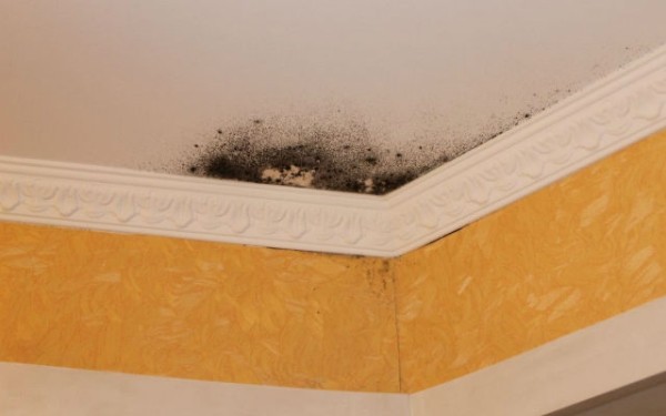 Долой плесень: как легко и просто очистить подоконник и потолок