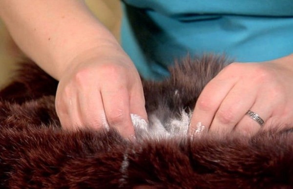 Доступные способы, которые позволят в домашних условиях почистить мех на куртке Доступные способы, которые позволят в домашних условиях почистить мех на куртке