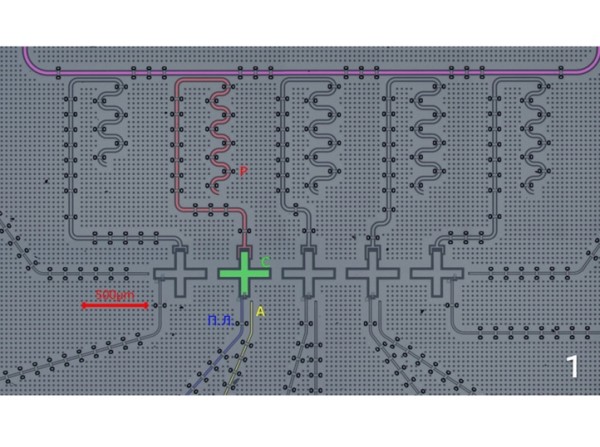 Команда российских ученых создала квантовую систему на мировом уровне