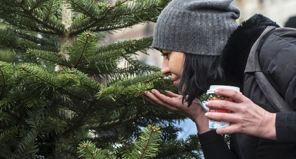 Свежая, как из леса: лайфхаки, которые помогут сохранить елку до Нового года на балконе