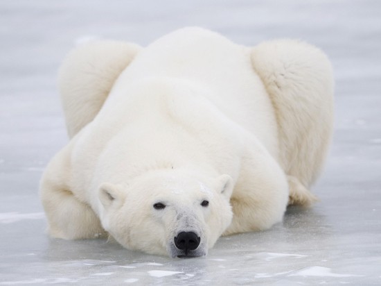 Белые медведи на острове Врангеля погрызли беспилотник  «Орлан»
