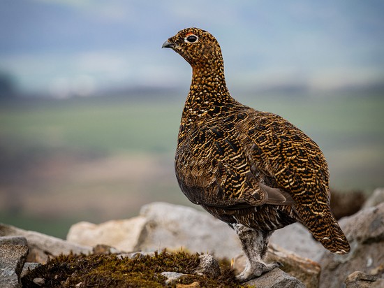 Биологи бьют тревогу: от крысиного яда на полях погибают звери