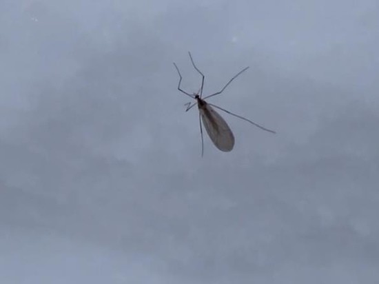 Биологи рассказали про комаров, которые передвигаются по снегу в Балашихе