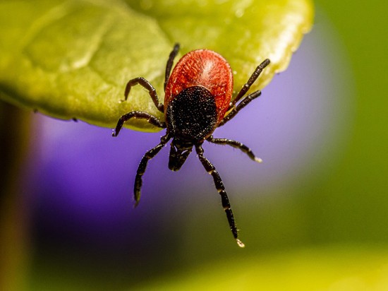 Изобретен «электрический стул» для клещей: смерть будет безболезненной