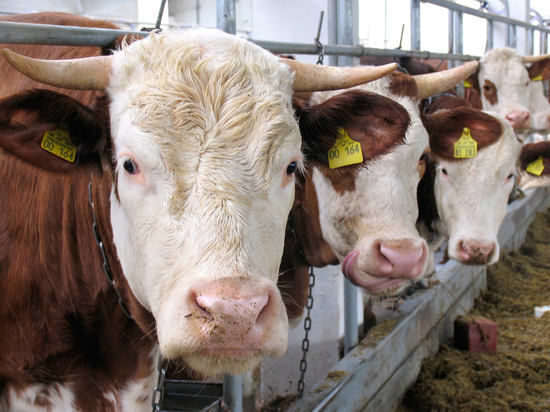 На коровах поставили эксперимент с помощью роботов