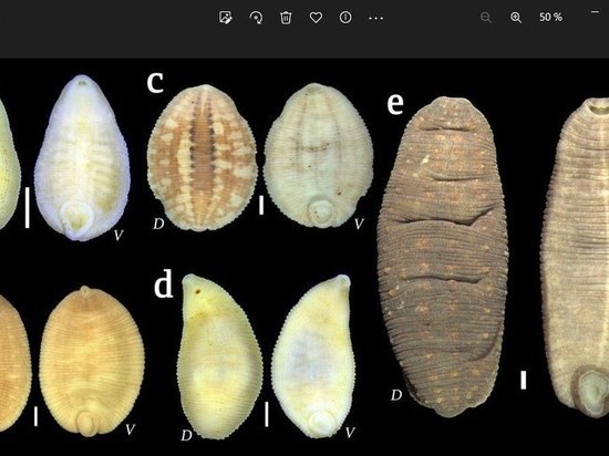 Российские ученые изучили пиявок Арктики и открыли новые виды