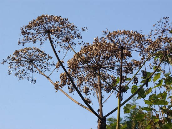 Российские ученые разработали средство от радионуклидов на основе борщевика