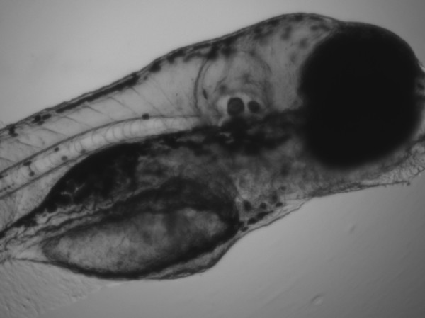 Ученые готовят людей к жизни без магнитного поля Земли