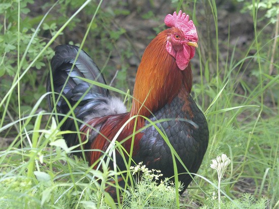 Ученые обеспокоились гендерной ориентацией производства кур