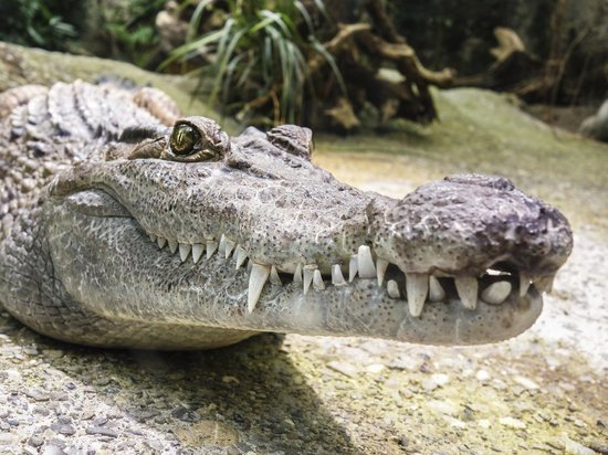 В Египте нашли гробницу с десятью мумиями крокодилов