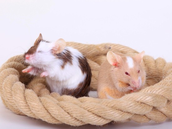Крыс избавили от импотенции красным светом, опыт решили повторить на мужчинах