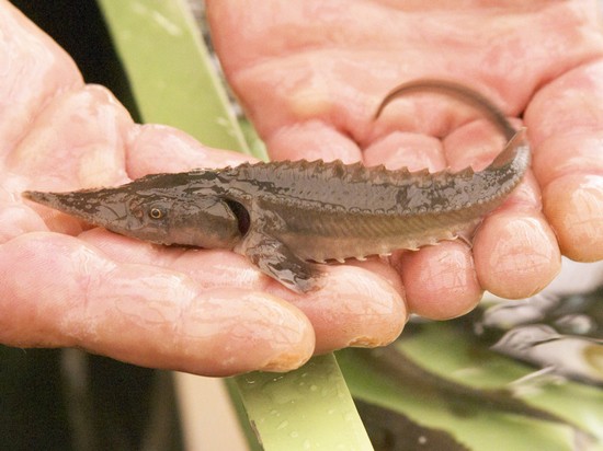 Мальков осетровых решили кормить чесноком и торфом