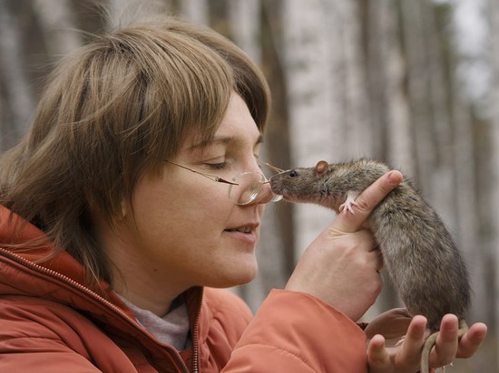 Новосибирские ученые вырастили «цивилизации» добрых и злых крыс