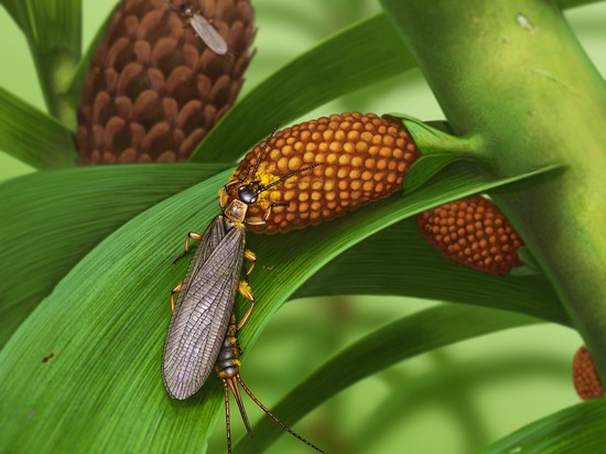 В России найден один из древнейших опылителей